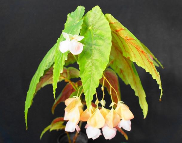 B. ‘Emerald Walker’